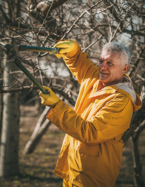 Mature smiling man pruning tree in the orchard before winter.