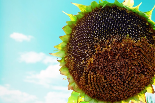 Mature sunflower close up
