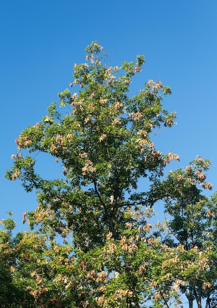 Mature tree damage from cicada eggs in branches