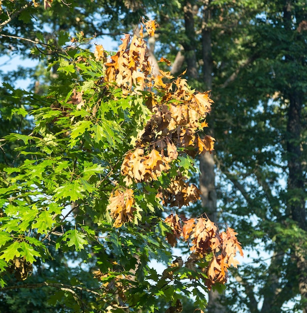 Photo mature tree damage from cicada eggs in branches