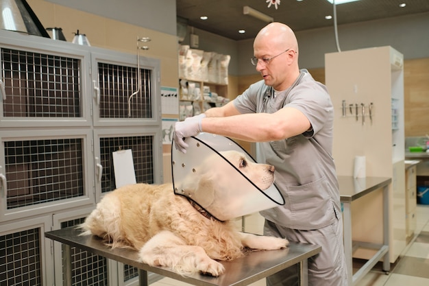 Mature veterinarian putting medical collar on domestic dog during medical procedure at vet clinic