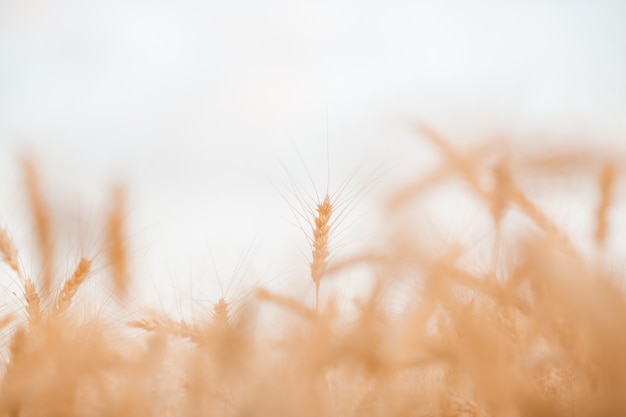 Колосья зрелой пшеницы летом