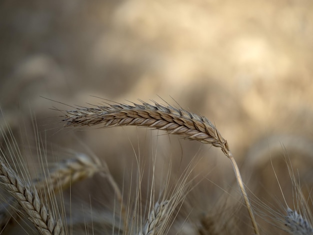 Mature wheat spike ready to harvest detail macro
