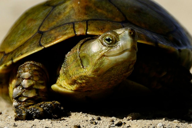 Mauremys leprosa 나병 갈라파구스는 Geoemydidae 계통의 종입니다.