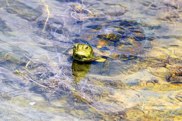 Mauremys leprosa-ハンセン病の池のカメは、イシガメ科の半水生の池のカメの一種です。