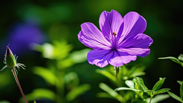 Mauve purple flower border