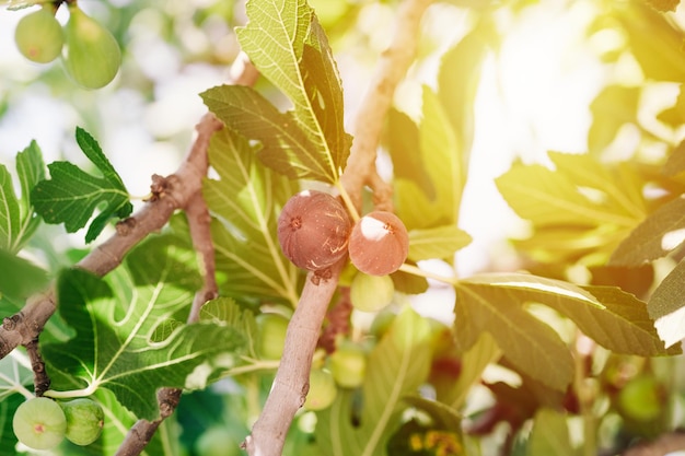 Mauve rijpe vijgenvruchten op de tak van een vijgenboom of sycamine met plantenbladeren gekweekt op wilde tuinboerderij die in zonnige zomerdaggloed