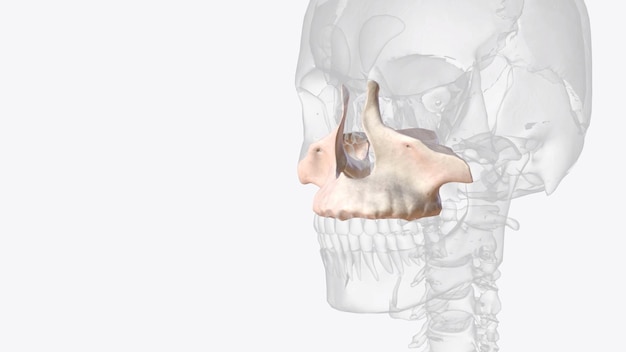 Photo the maxilla is the most important bone of the midface