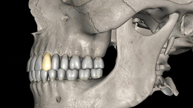 Photo the maxillary canine presents with only one cusp on its incisal surface