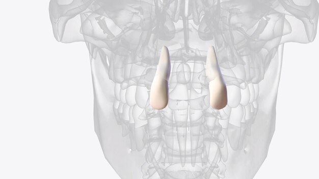 Foto gli incisivi laterali mascellari sono un paio di denti mascellari superiori