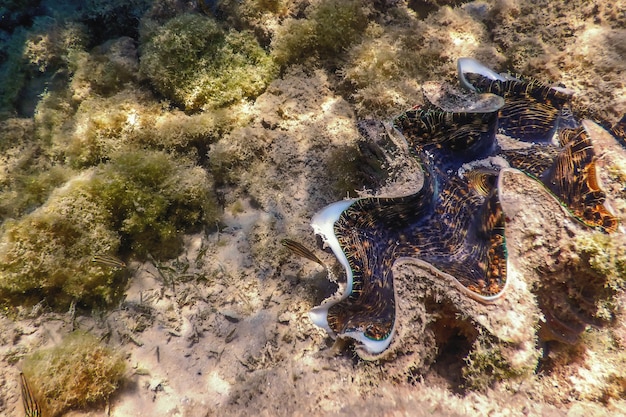 Maxima clam (Tridacna maxima) Onderwater, Zeeleven