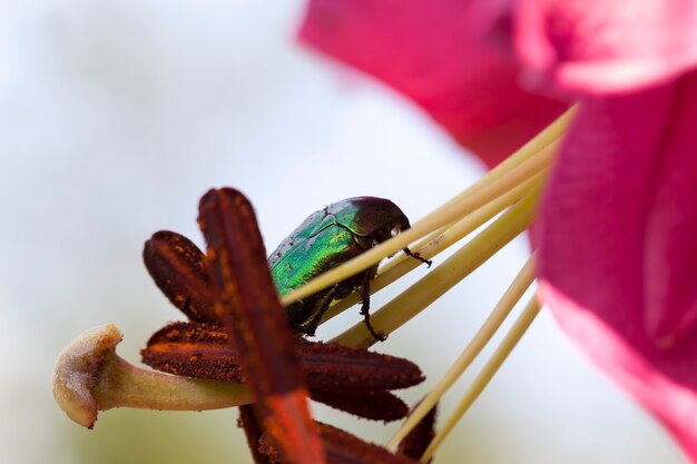 May beetle crawling on a lily flower in the summer