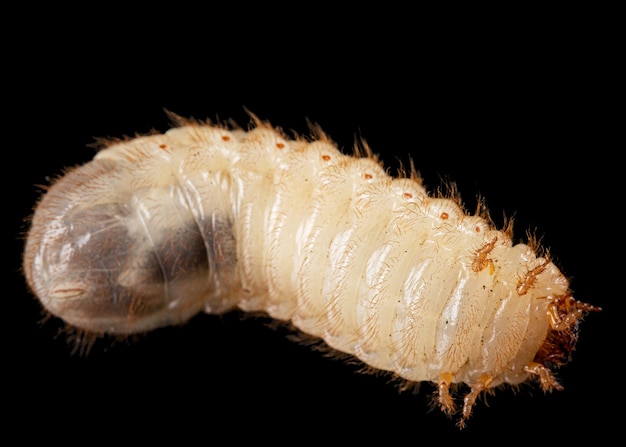 Личинки майского жука lat Melolontha Phyllophaga изолированы на черном фоне