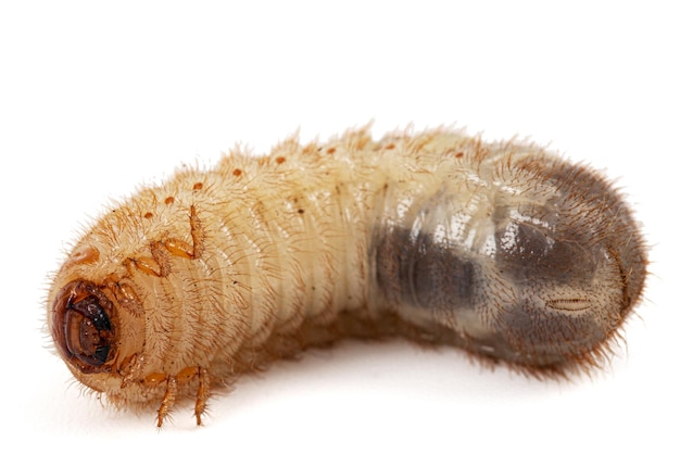 白い背景に分離された 5 月カブトムシの幼虫 lat Melolontha Phyllophaga
