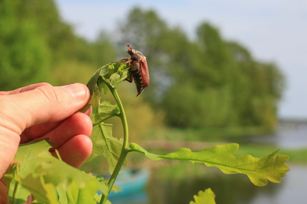 Foto lo scarabeo di maggio si siede su una foglia di una giovane quercia, la mano di un uomo raggiunge lo scarabeo.