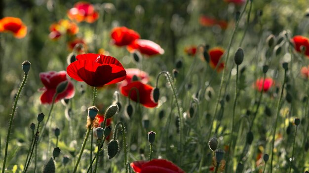 写真 5月の花. 壊れやすい、風通しの良い花. 庭の観賞用ケシの品種. 壊れやすい、繊細な生き物.