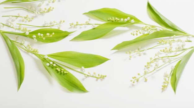 May lily flowers on white background