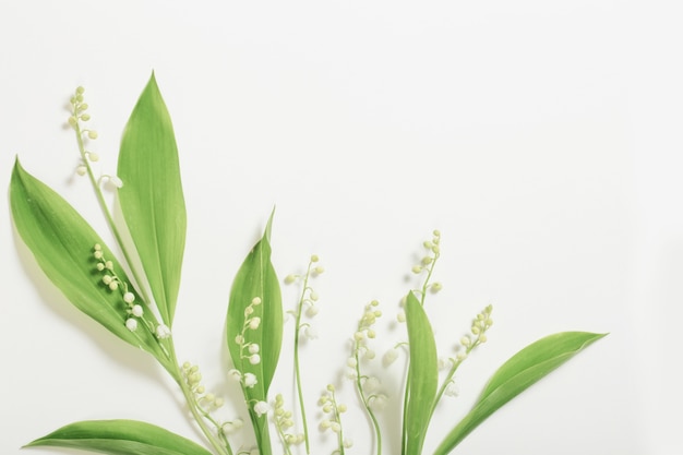 May lily flowers on white surface