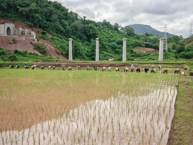 Photo may rice farming in laos