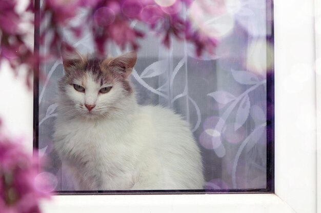 May the time of admiring the lilac a white cat on the windowsill looks at the lilac bushes closeup space for text