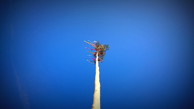 100+ Maytree Pictures