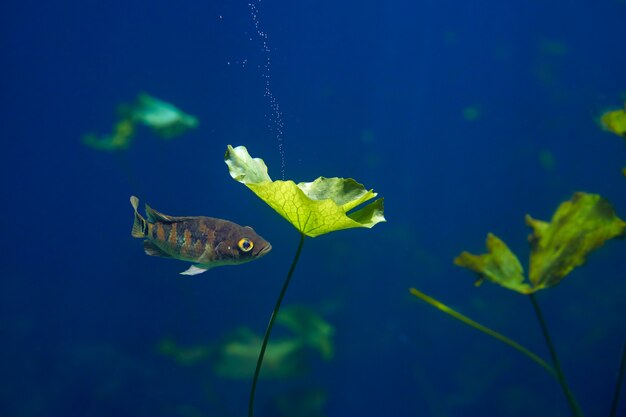 Cenoteの陥没穴メキシコでマヤのシクリッドの魚