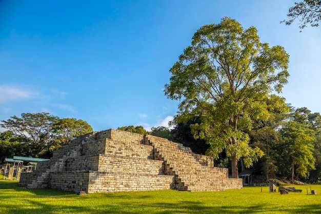 온두라스 Copan Ruinas 사원의 나무 옆에 있는 마야 피라미드