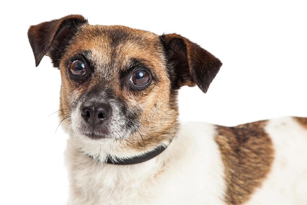 MaybellineJack Russell Chi Mix4