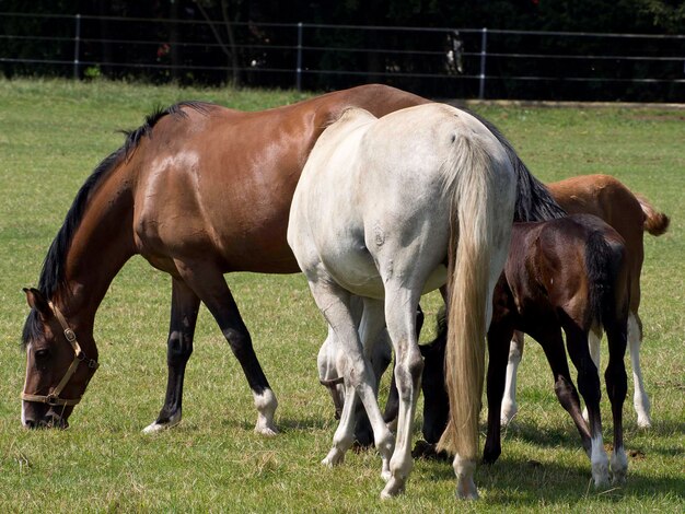 mayn horses