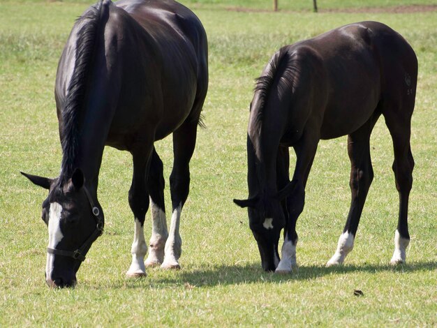 mayn horses