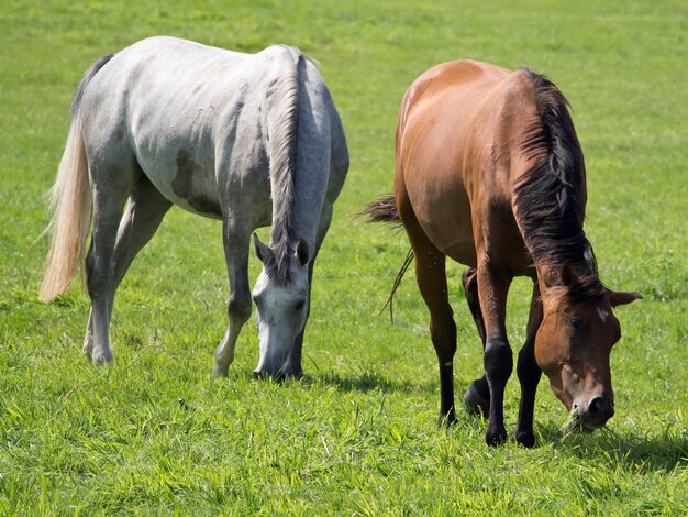 mayn horses