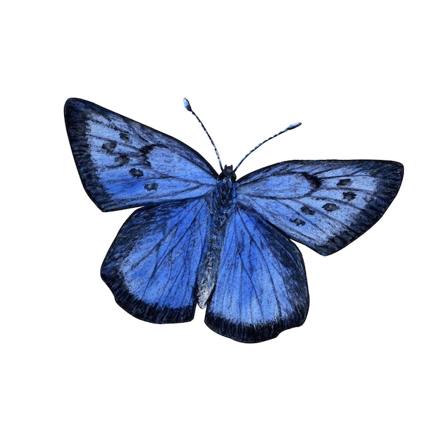 Photo mazarine blue butterfly watercolor illustration isolated on white