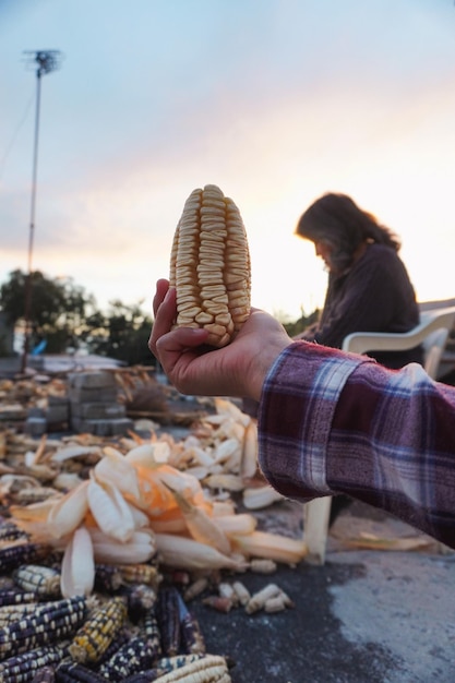 Photo mazorca de maiz pozolero del estado de guerrero