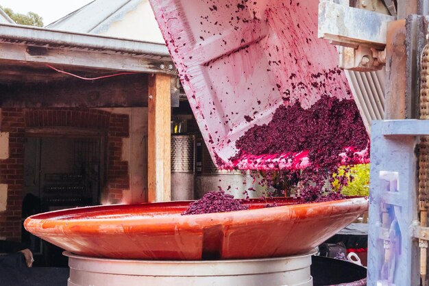 Mclaren vale australia april 13 2023 grape harvest during vintage and wine production in the iconic wine region of mclaren vale in south australia australia