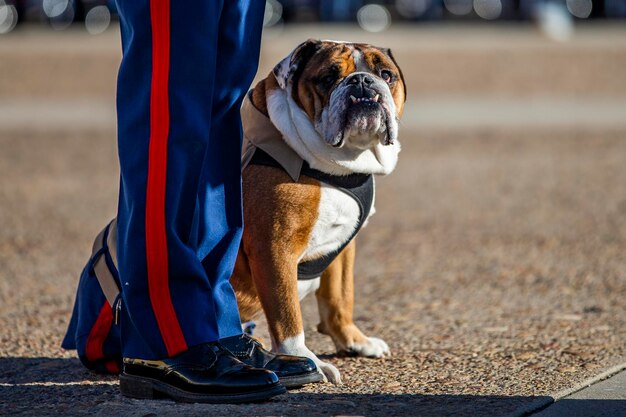 MCRD San Diego Mascottehulp en benoeming