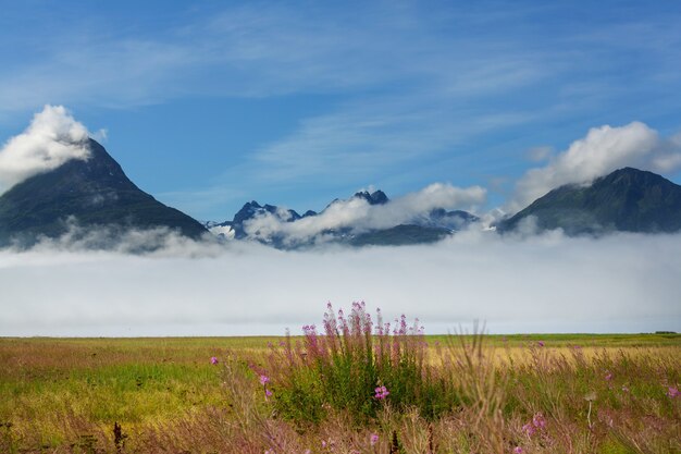 Meadow on Alaska