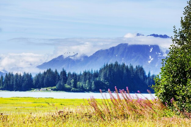 アラスカの牧草地