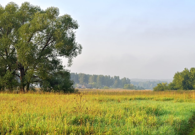 Prato tra gli alberi al mattino