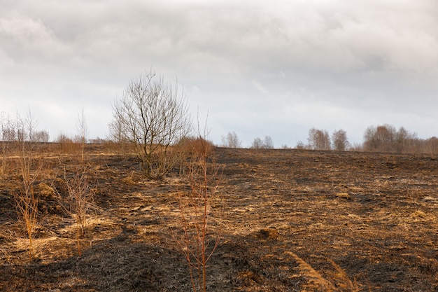 Meadow black charred after the fire