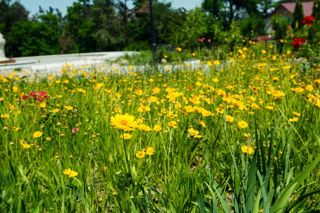 A meadow of blooming yellow Lanceolate coreopsis