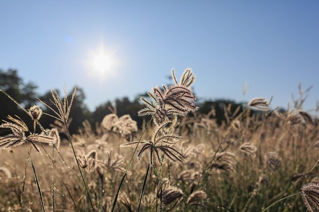 Photo the meadow under the bright sunlight in the morning