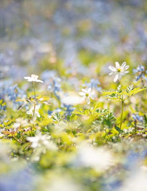 meadow of bright white and blue flowers