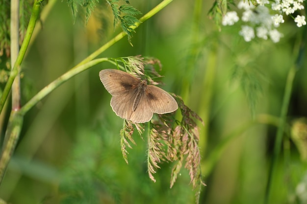 植物の牧草地の茶色の蝶をクローズ アップ