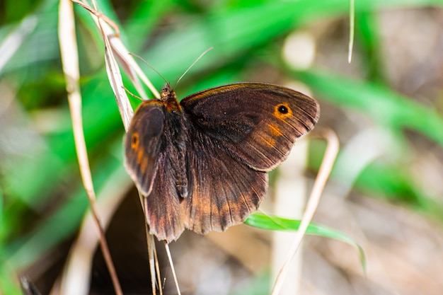 牧草地の茶色の蝶