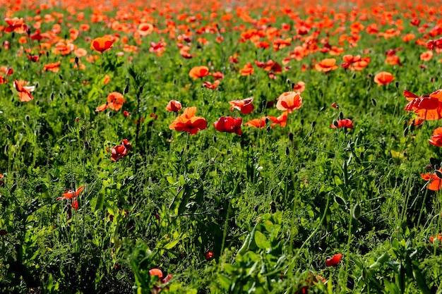 Meadow chamomile flowers and red poppies rural landscape