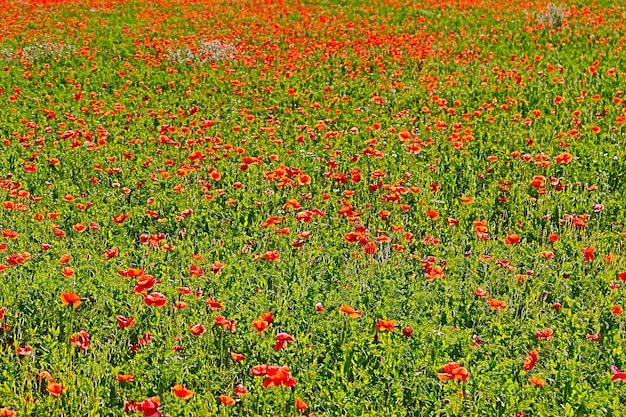 Premium Photo Meadow Chamomile Flowers And Red Poppies Rural Landscape