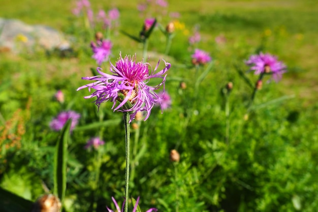牧草地ヤグルマギク Centaurea jacea は野草植物であり、キク科またはキク科のヤグルマギク属の種であり、牧草地で育つ紫のエレガントな花ヨーロッパのフローラ