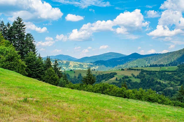 山や森を背景に草で覆われた牧草地