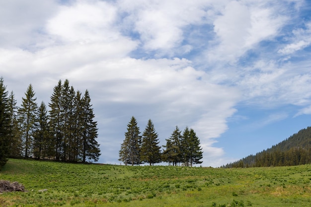 Meadow covered with vegetation on hillside against backdrop of fir trees and cloudy sky