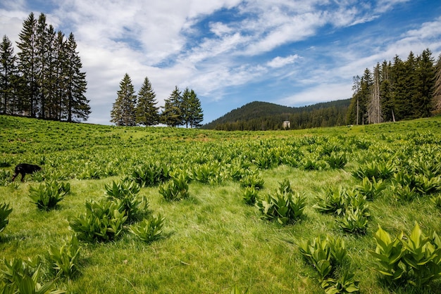 Meadow covered with vegetation on hillside against backdrop of fir trees and cloudy sky